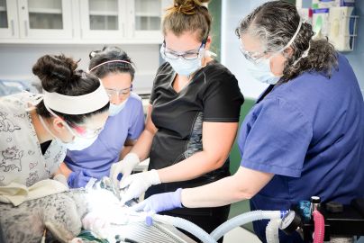 students operate on animal