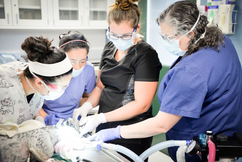 students operate on animal