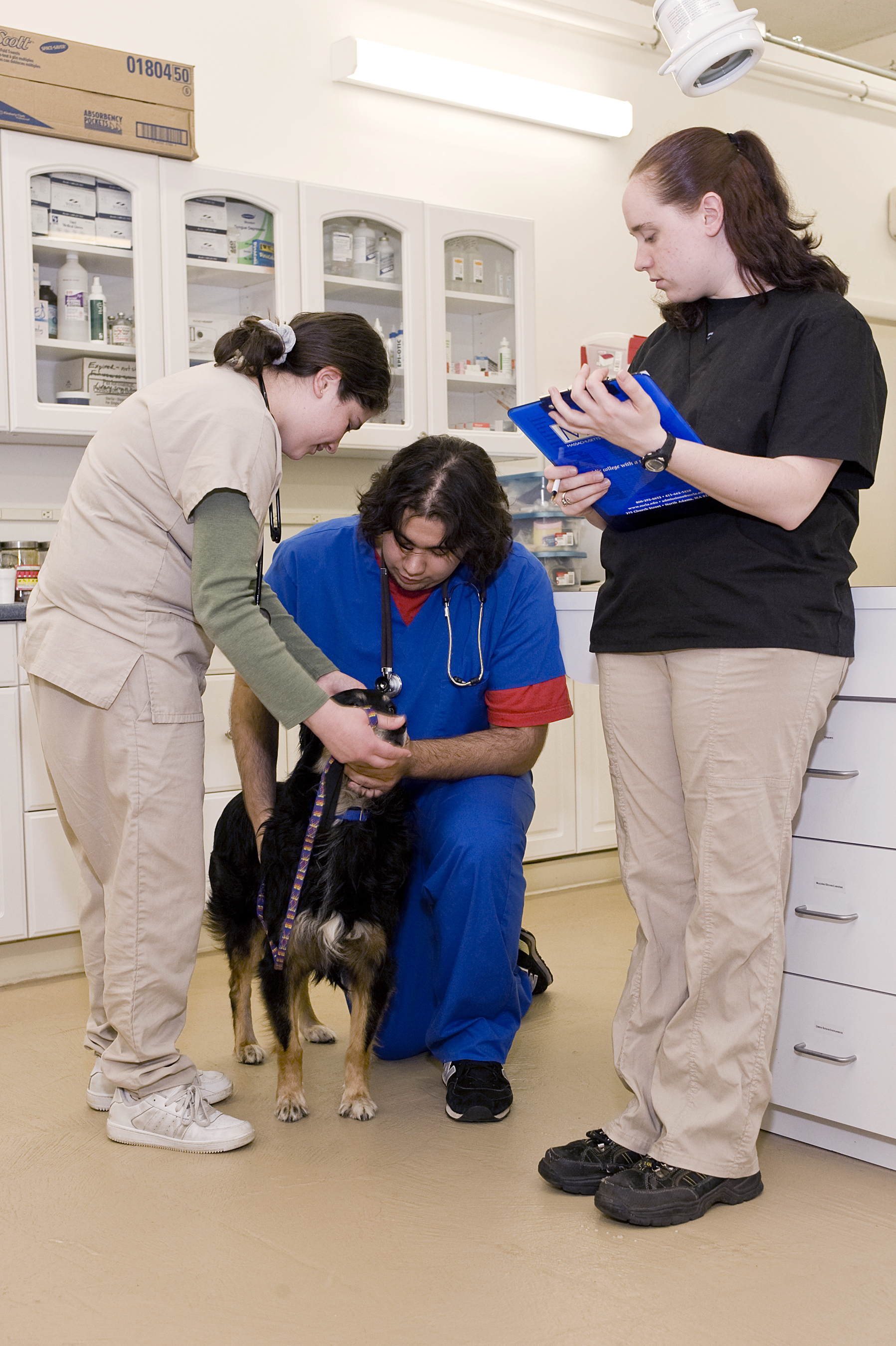 vet techs and veterinarian check dog
